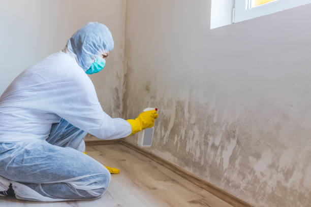 Professional mold removal team in Callaway